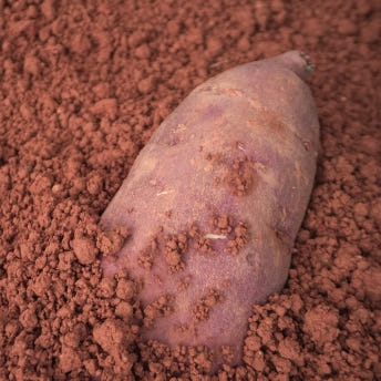 익산 날씬이 고구마 5kg/10Kg (햇꿀)