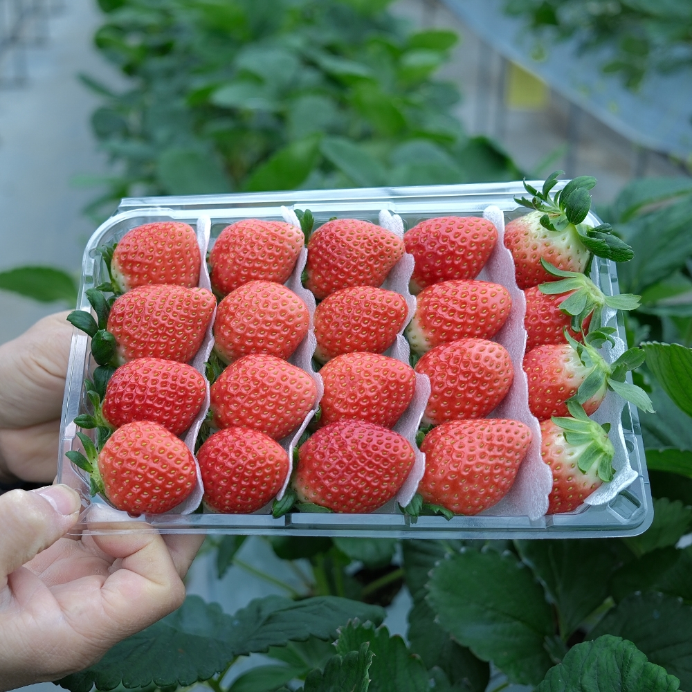 [익산 탑마루] 금실딸기 1kg (500g x 2팩)