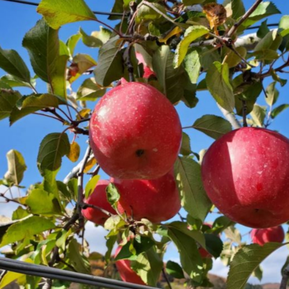 사과 프리미엄 명절 선물 세트 5kg 특 16과 내외