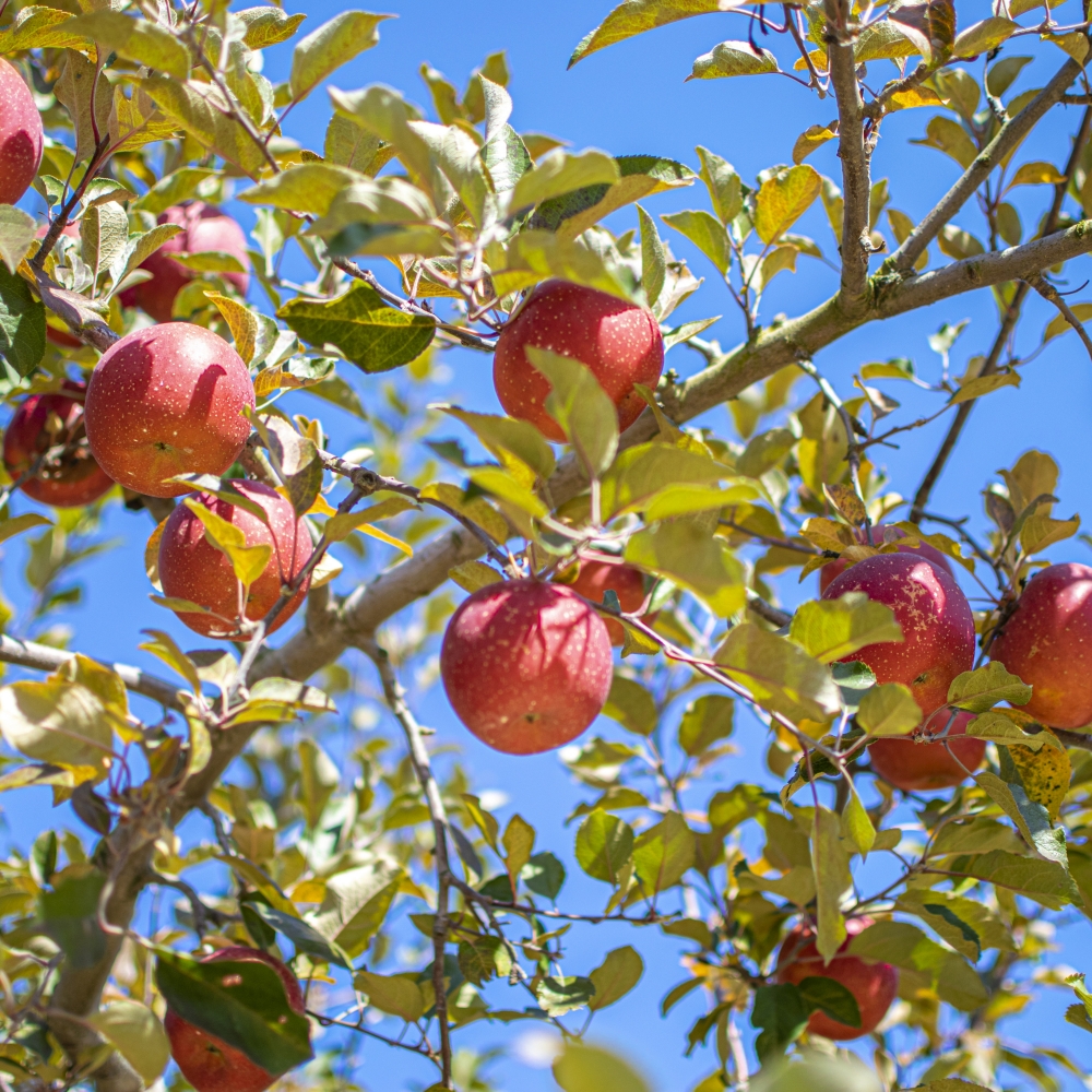 사과 프리미엄 명절 선물 세트 5kg 특 16과 내외