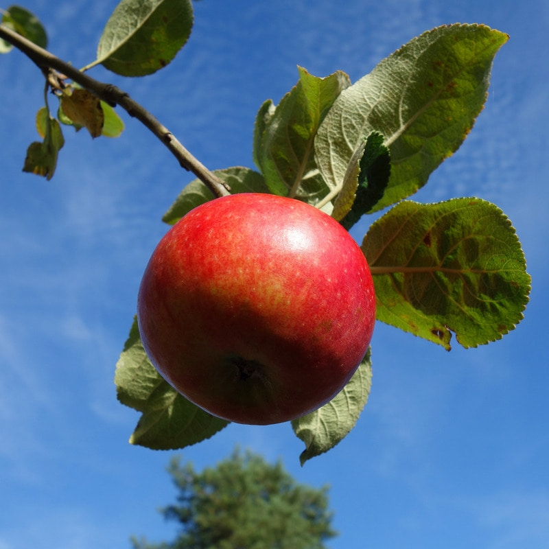 사과 프리미엄 명절 선물 세트 5kg 특 19과 내외