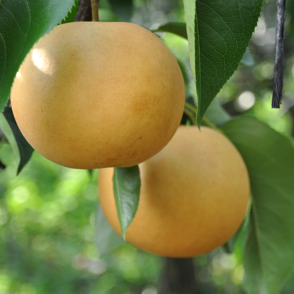 배 프리미엄 명절 선물 세트 7.5kg 특 10과 내외