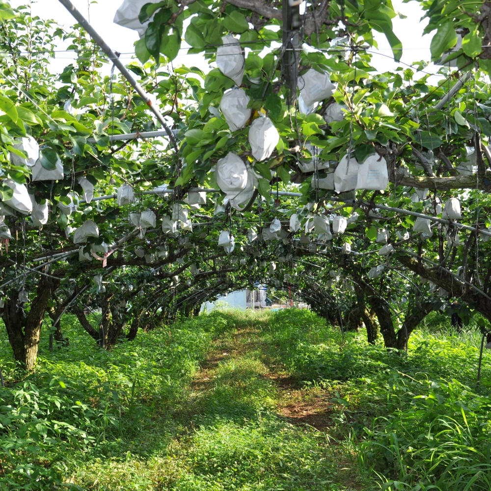 배 프리미엄 명절 선물 세트 7.5kg 특 10과 내외