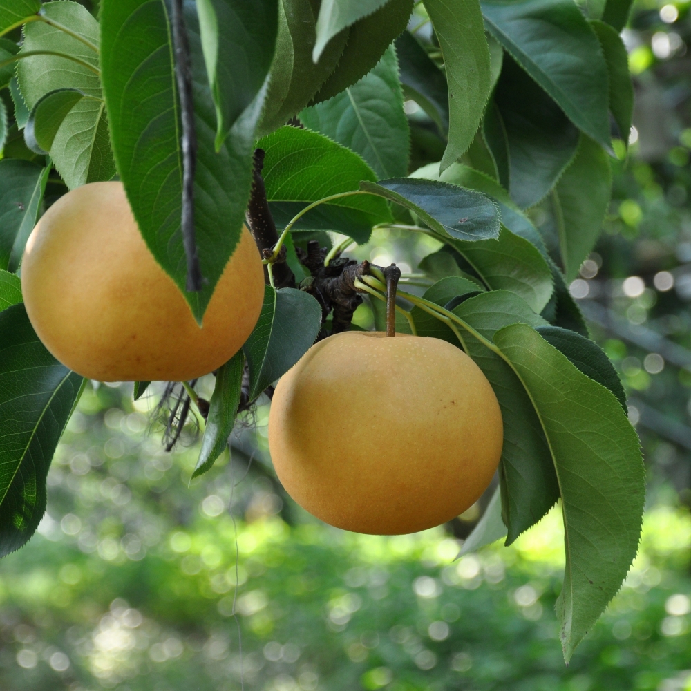 배 프리미엄 명절 선물 세트 7.5kg 특 10과 내외