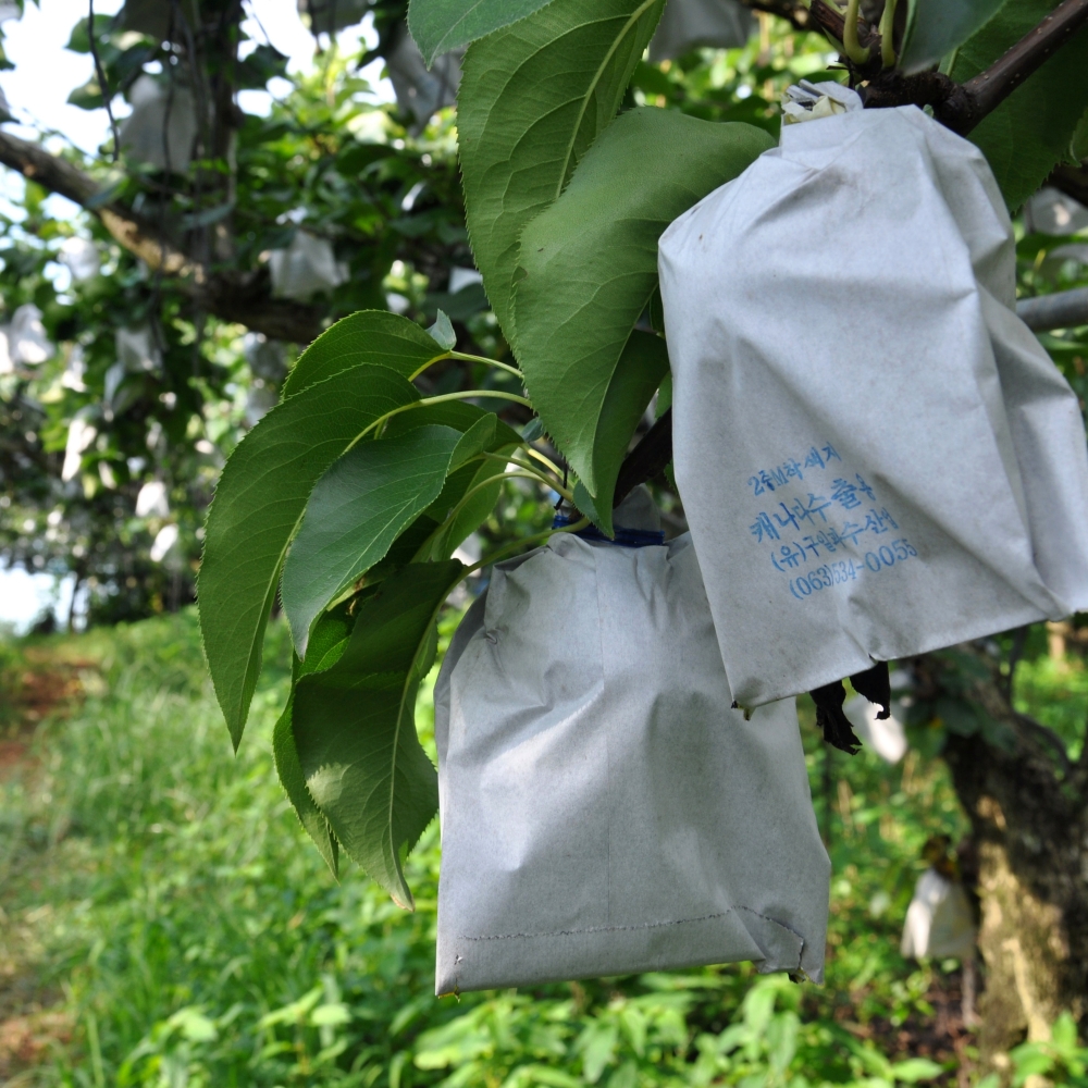 배 프리미엄 명절 선물 세트 7.5kg 특 10과 내외