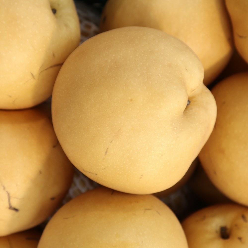 고당도 못난이 배 제철 신고 가정용 김장용 국내산 신고 배 7-15과 5kg내외