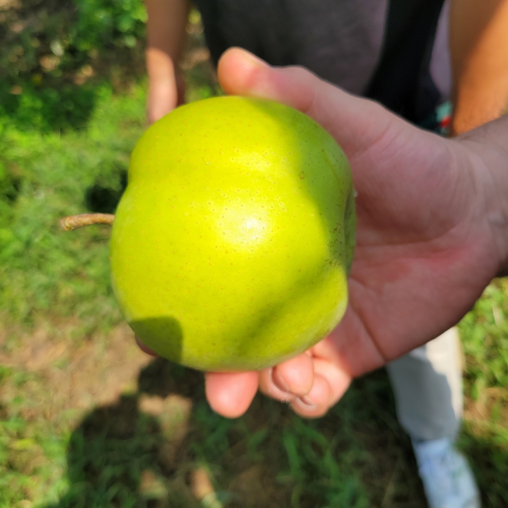 제철 고당도 신품종 그린시스 배 국내산 7-13과 5kg내외
