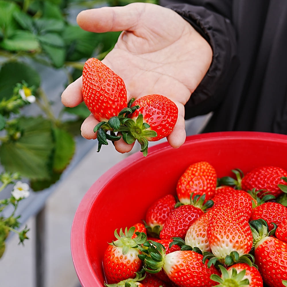 [익산 탑마루] 비타킹 딸기 1kjg (500g x 2팩)