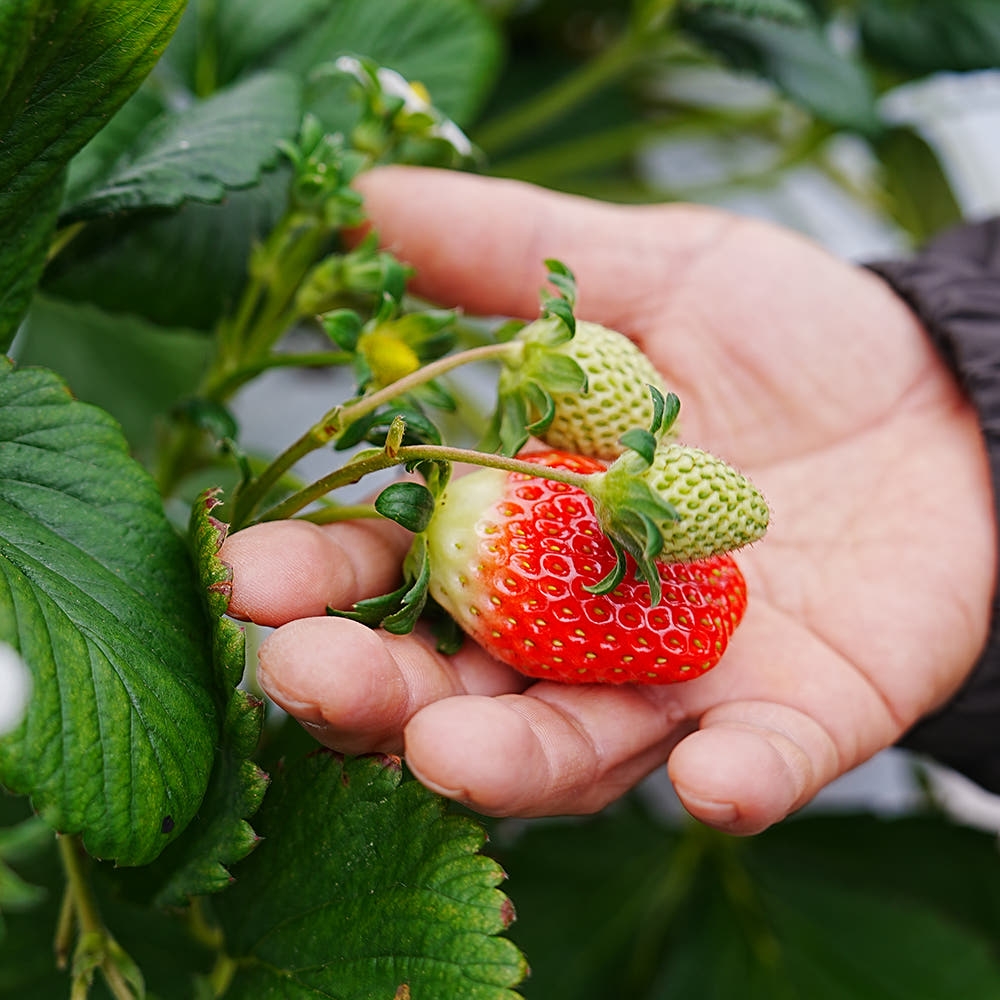 [익산 탑마루] 비타킹 딸기 1kjg (500g x 2팩)