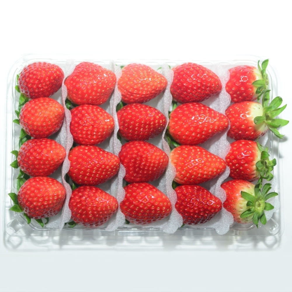 [익산 탑마루] 비타킹 딸기 1kjg (500g x 2팩)