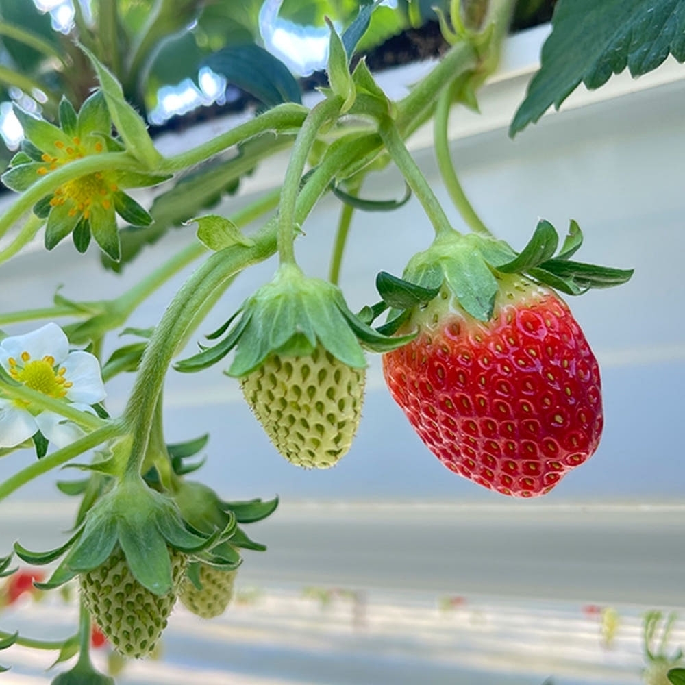 [익산 탑마루] 비타킹 딸기 1kjg (500g x 2팩)