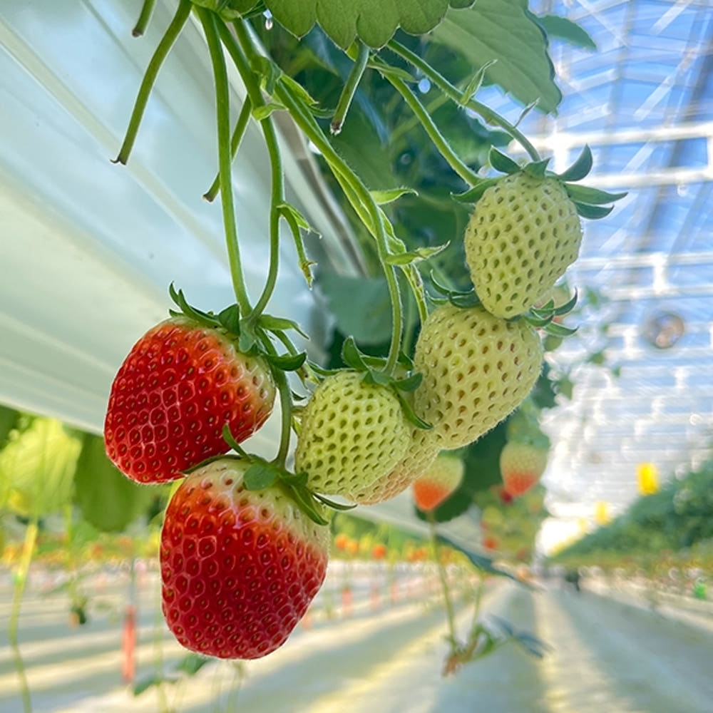 [익산 탑마루] 비타킹 딸기 1kjg (500g x 2팩)