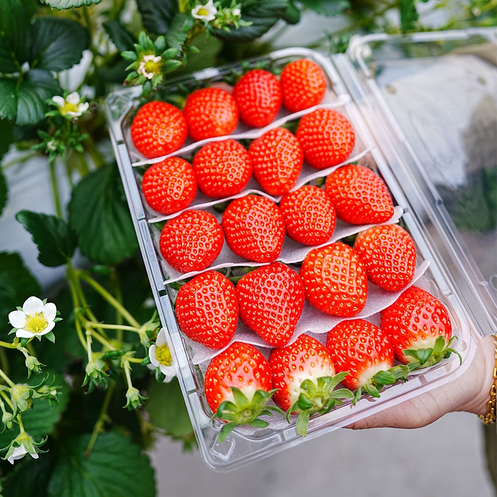 [익산 탑마루] 비타킹 딸기 1kjg (500g x 2팩)