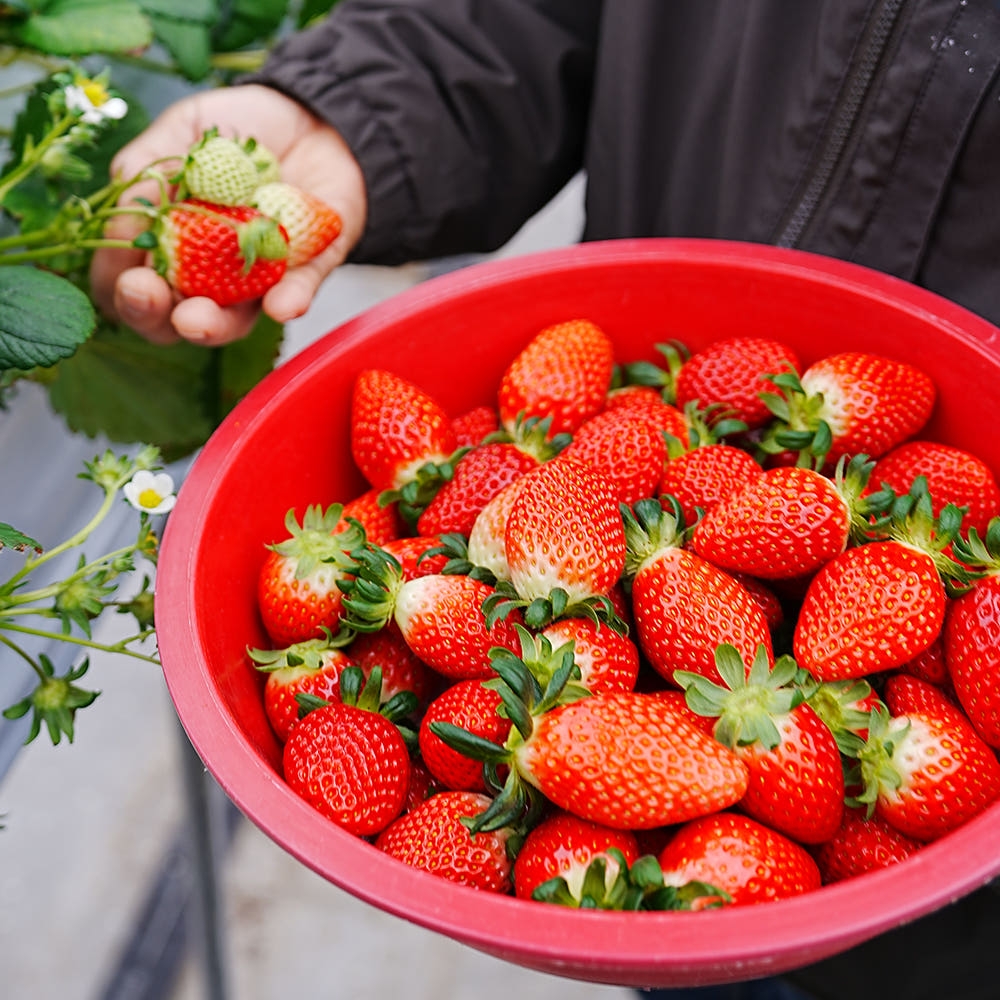 [익산 탑마루] 비타킹 딸기 1kjg (500g x 2팩)