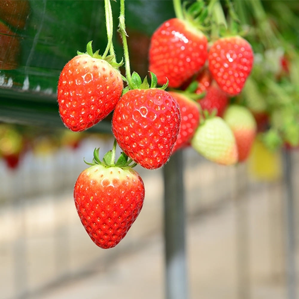 [익산 탑마루] 비타킹 딸기 1kjg (500g x 2팩)