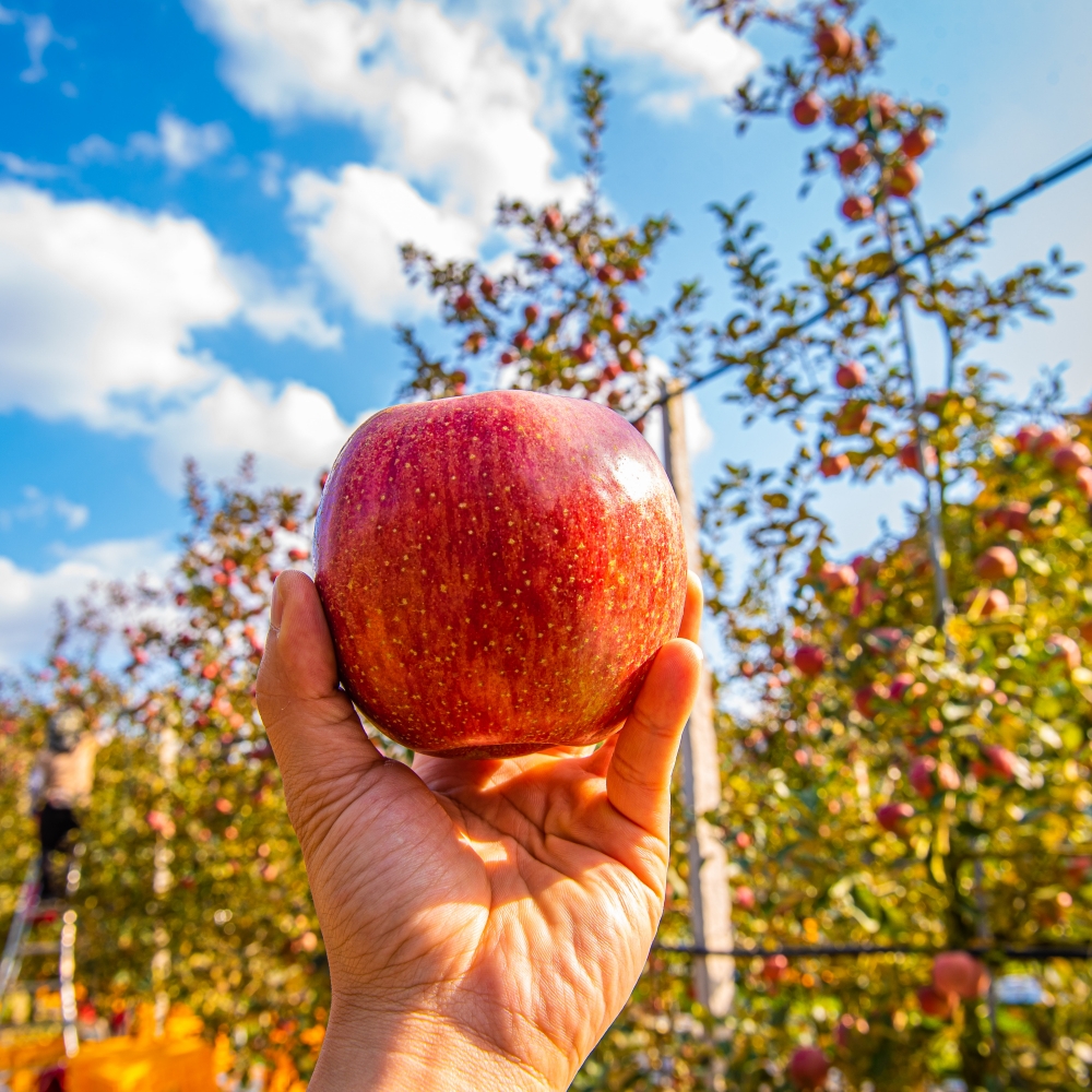 과일 혼합 명절 선물 세트 4.5kg 특 사과2과 배2과 한라봉2과 샤인2수