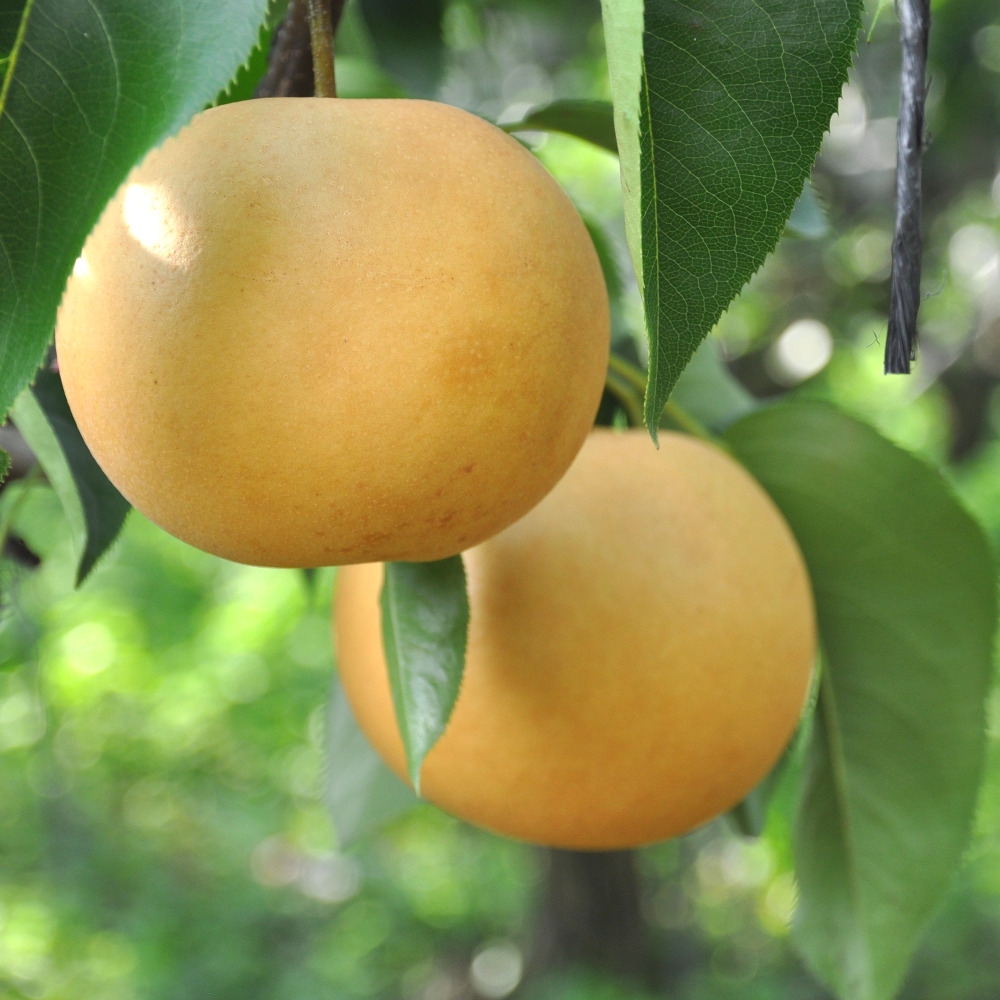 팔각 과일 혼합 프리미엄 선물 세트 7kg 사과4 배4 한라봉4 천혜향4 참다래4-8 단감4