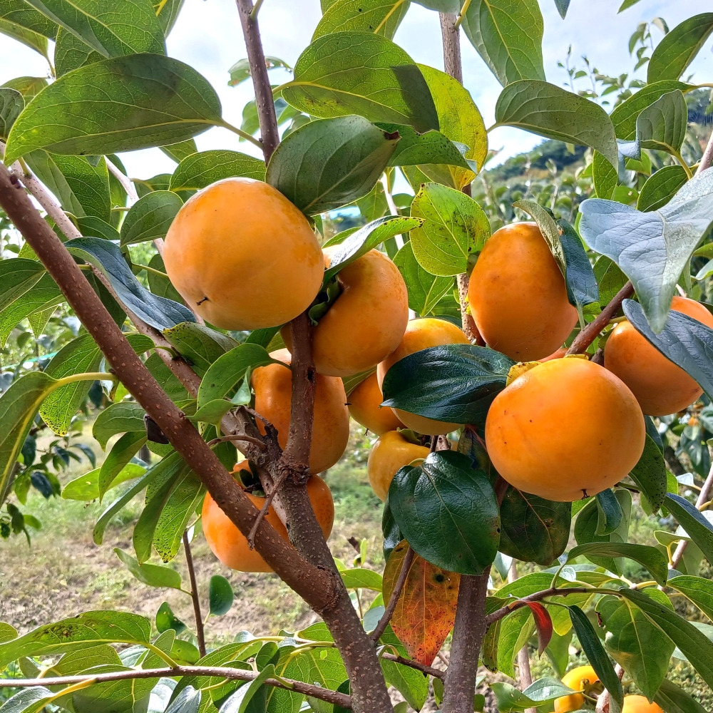 팔각 과일 혼합 프리미엄 선물 세트 7kg 사과4 배4 한라봉4 천혜향4 참다래4-8 단감4