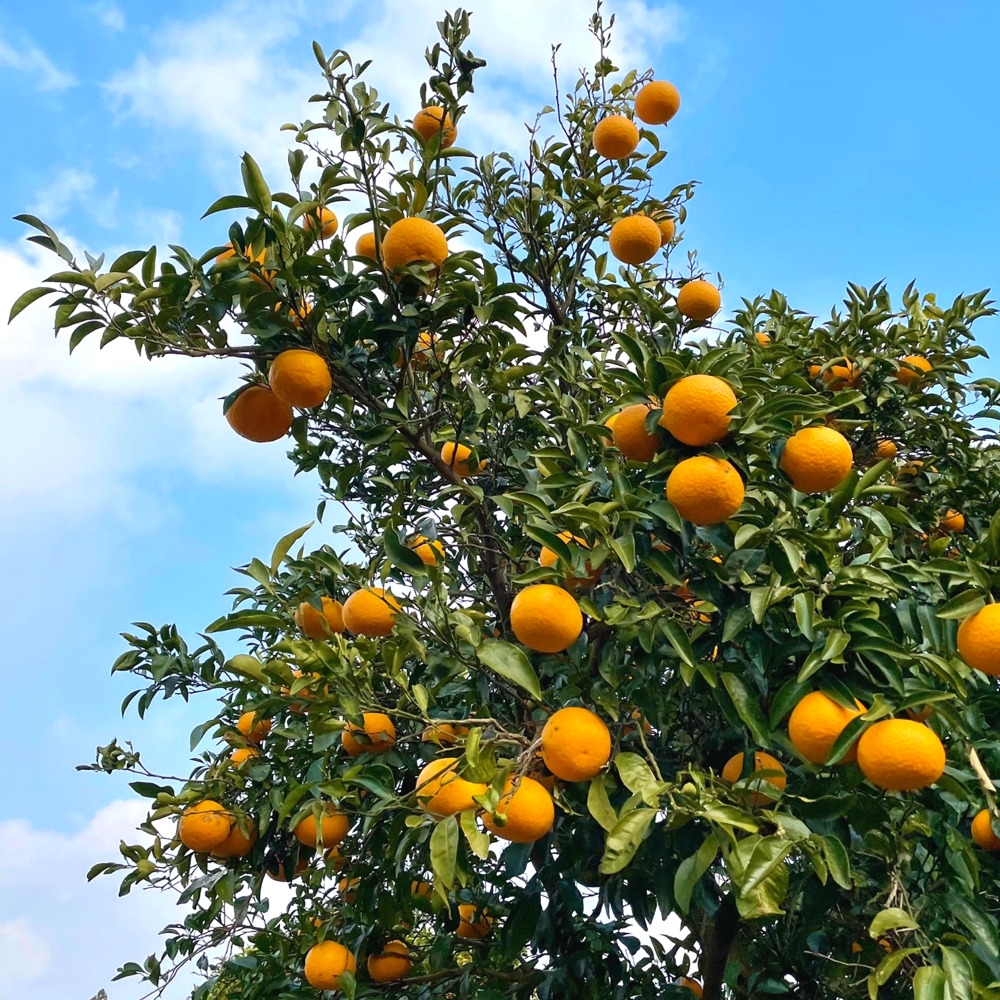 팔각 과일 혼합 프리미엄 선물 세트 7kg 사과4 배4 한라봉4 천혜향4 참다래4-8 단감4