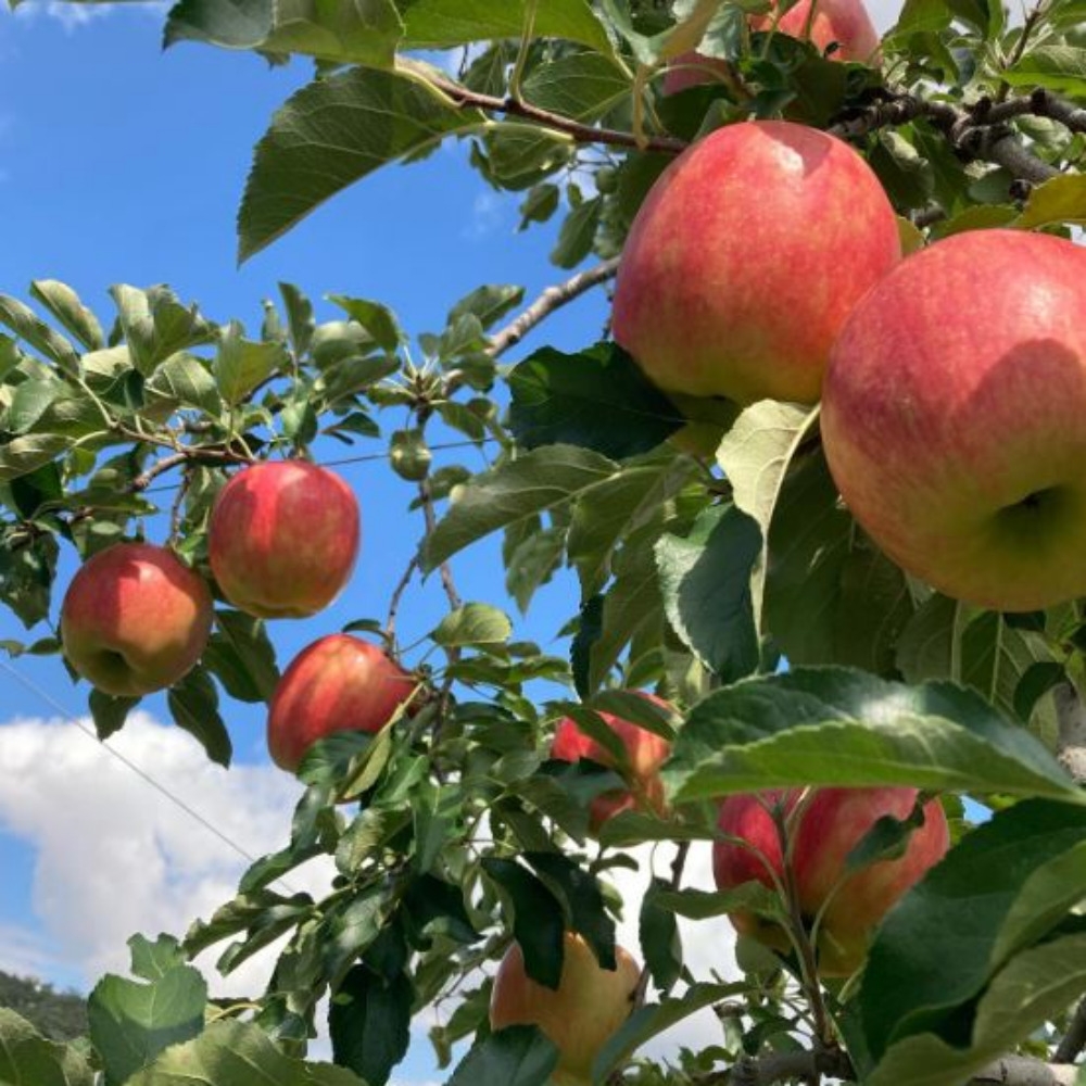팔각 과일 혼합 프리미엄 선물 세트 7kg 사과4 배4 한라봉4 천혜향4 참다래4-8 단감4