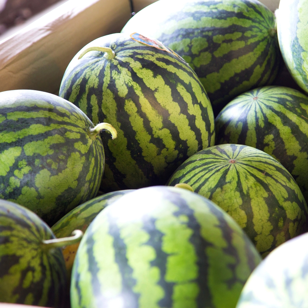 [탑마루] 프리미엄 고당도 하우스 꿀수박