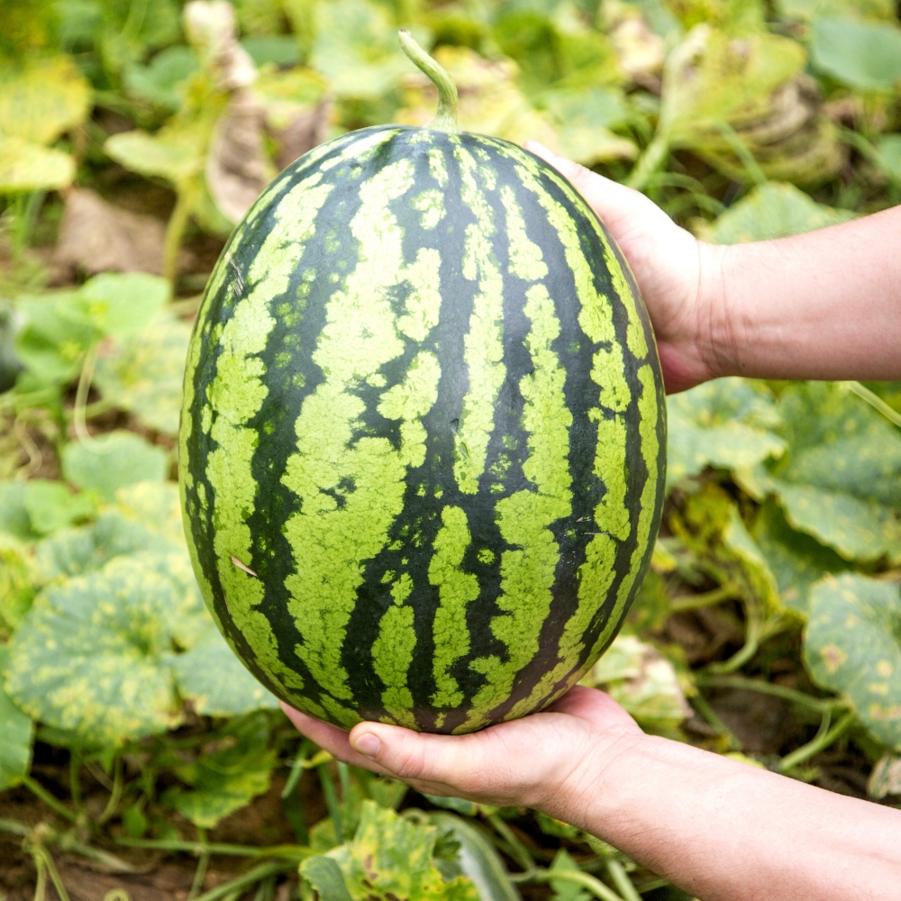 [탑마루] 프리미엄 고당도 하우스 꿀수박