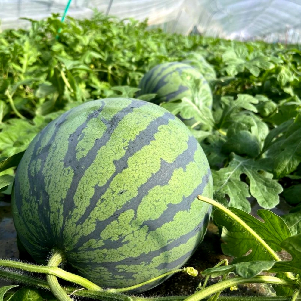 [탑마루] 프리미엄 고당도 하우스 꿀수박