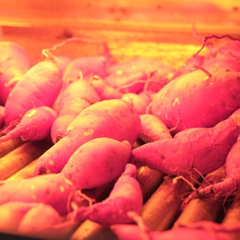 익산 날씬이 고구마 5kg/10Kg (햇밤고구마)