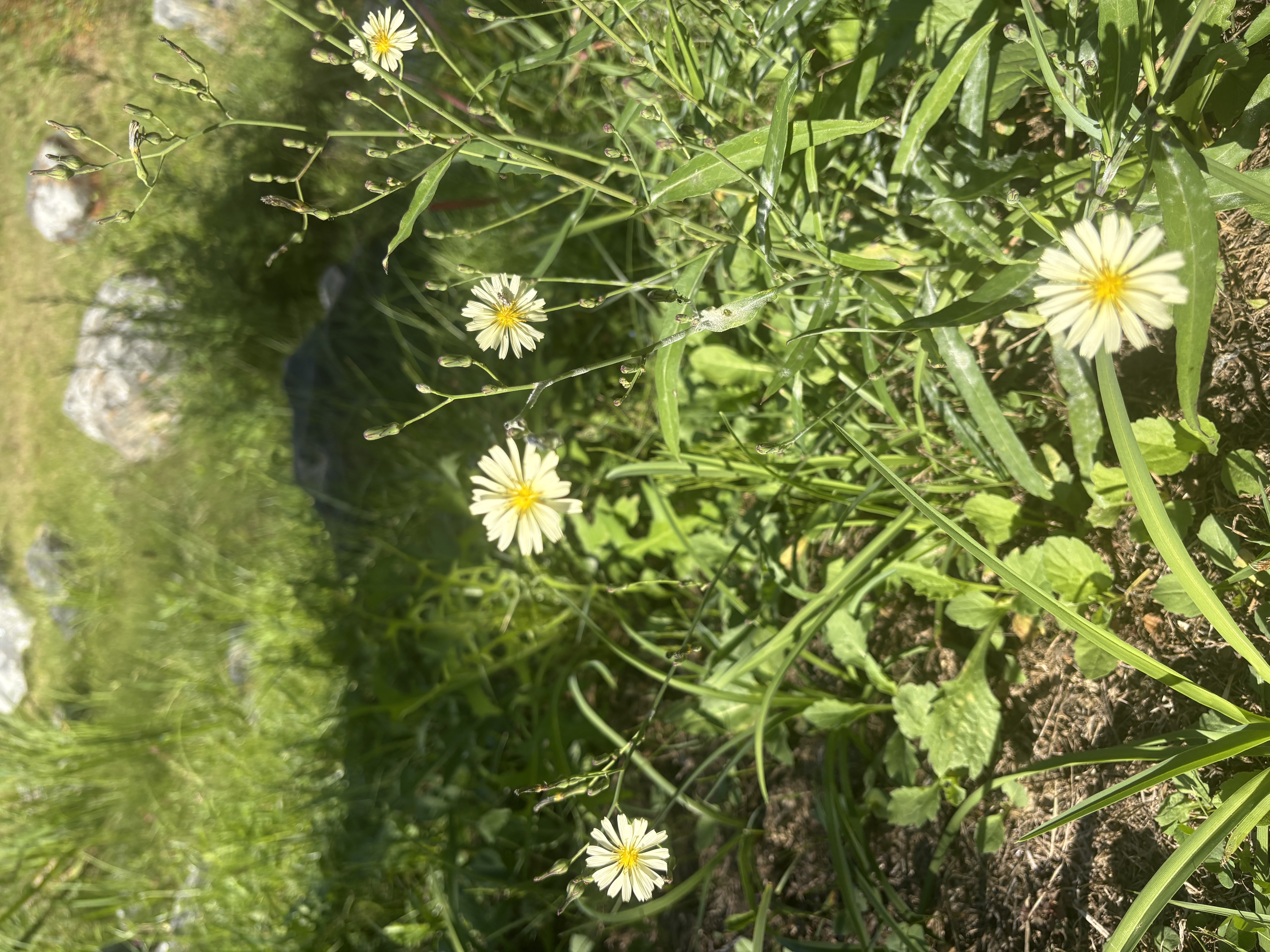 IMG_4571.jpeg