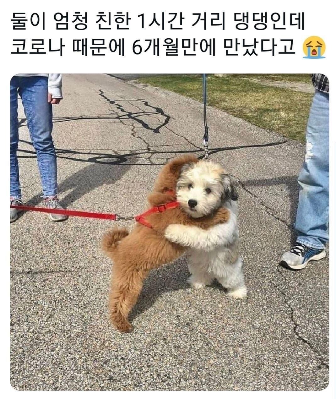 6개월 만에 다시 만난 댕댕이들.jpg