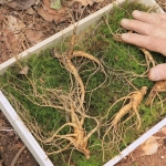 진품 강원도 치악산 산양삼 1세트 5뿌리 부모님선물 명절선물 원기회복 활력충전