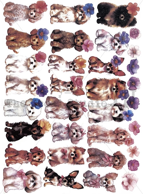Jp163 Puppy