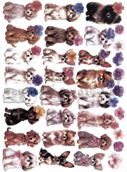 Jp163 Puppy