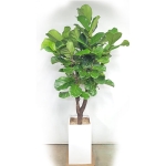 떡갈잎고무나무