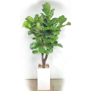 떡갈잎고무나무