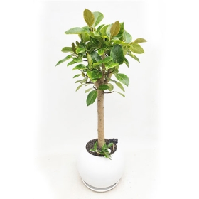 뱅갈고무나무 A