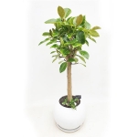 뱅갈고무나무 A