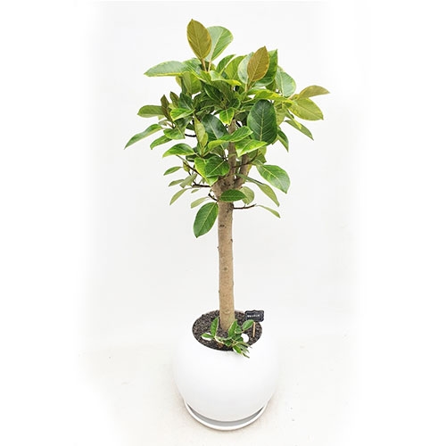 뱅갈고무나무 A