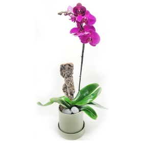 바이올렛 호접란