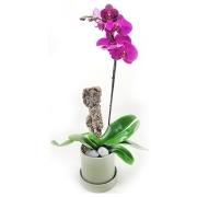 바이올렛 호접란