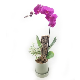 바이올렛 호접란