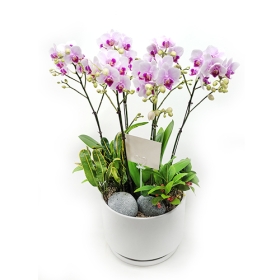 투톤 핑크 호접란