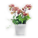 오렌지 살구빛 호접란