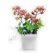 오렌지 살구빛 호접란