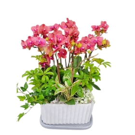 코랄 핑크 호접난