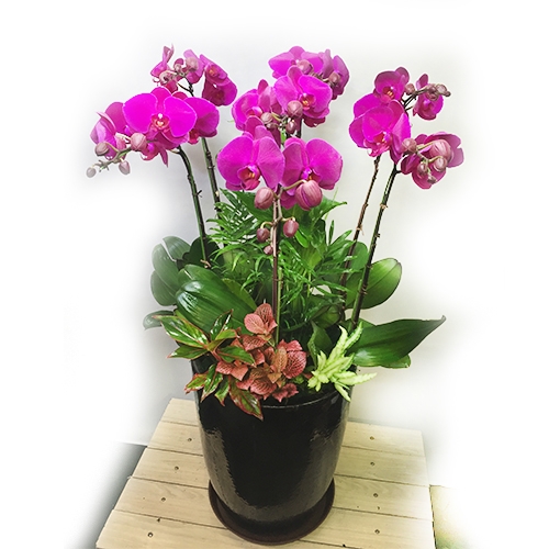 코랄 핑크 호접란