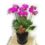 코랄 핑크 호접란