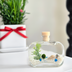 바다 마리모 키우기 세트