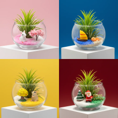 이오난사 테라리움 만들기키트