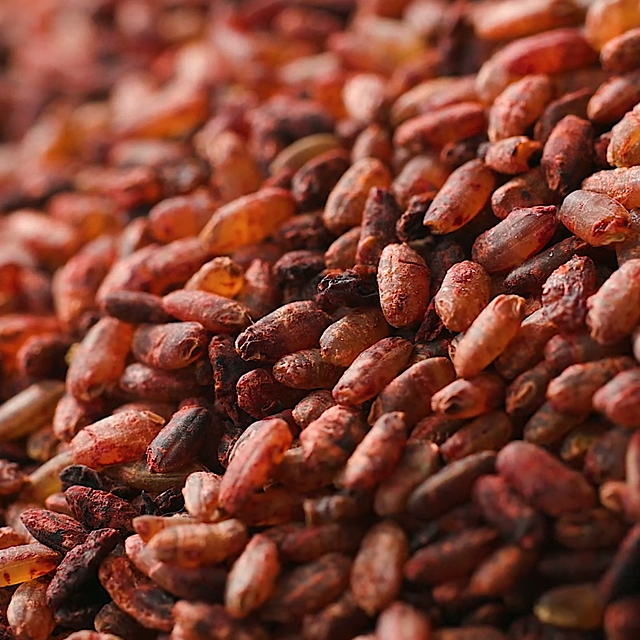 발효홍국 쌀 1.2Kg (300gx4)4개월분